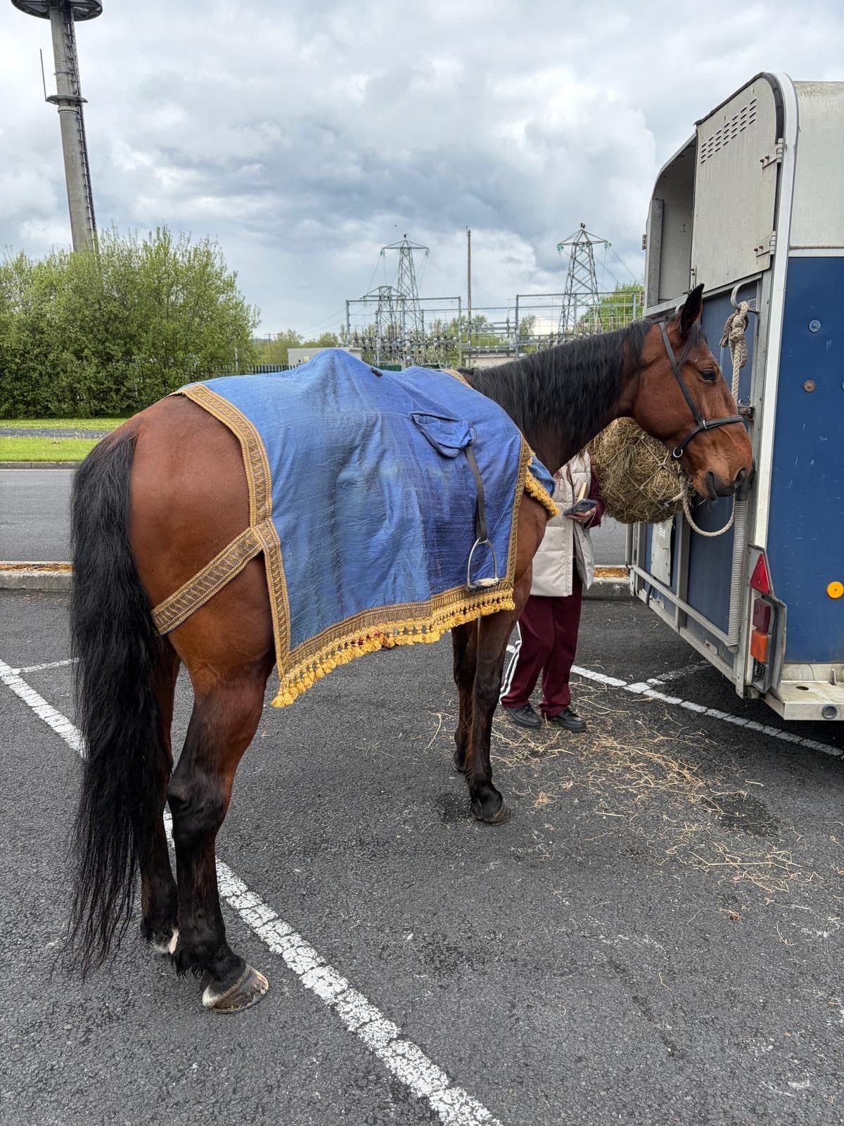 One of the horses rugged up and resting at the horsebox between setups